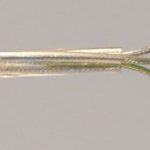 Flexible Cable 3*0.75 Transparent FAI